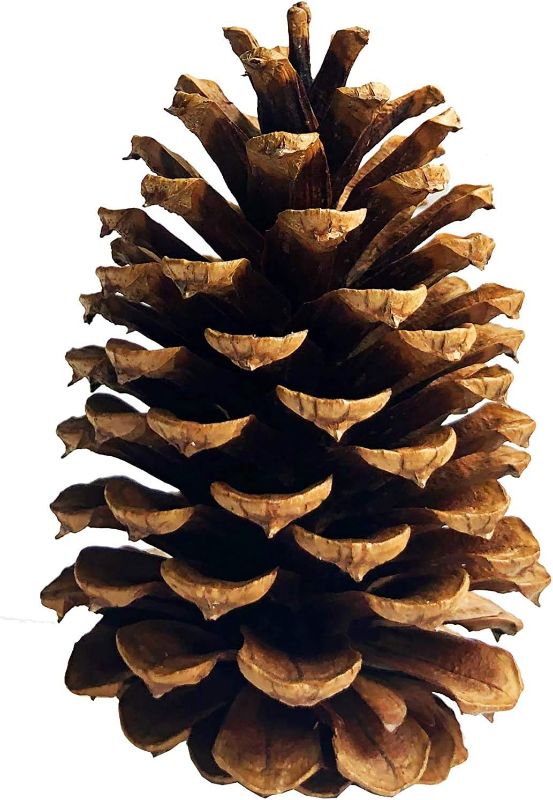 Photo 2 of PineCones Tall Bulk Package All Natural,Real Preserved Pine Cones Big Pinecones and Perfect Natural Pine Cones for Christmas Hanging Ornaments Bowl Vase Fillers (3-4.3 in(12pcs))
