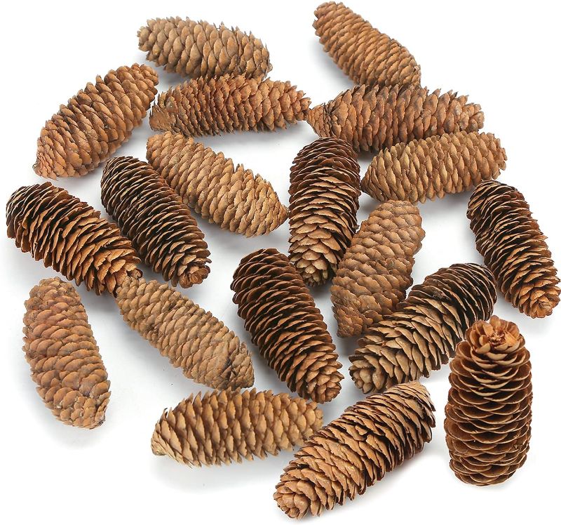 Photo 1 of Pine Cones Set Fall and Winter Décor Each is Approximately 3"- 6" Long
