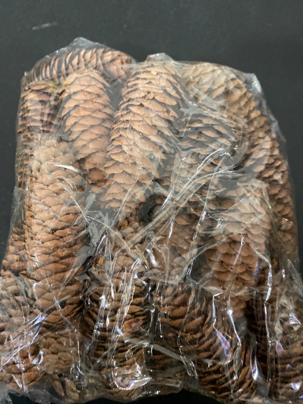 Photo 4 of Pine Cones Set Fall and Winter Décor Each is Approximately 3"- 6" Long
