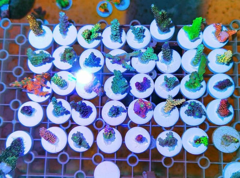 Photo 1 of Aquarium Choice Big Size Ceramic Coralline Coral Frag Plugs Coral frag Plate Base