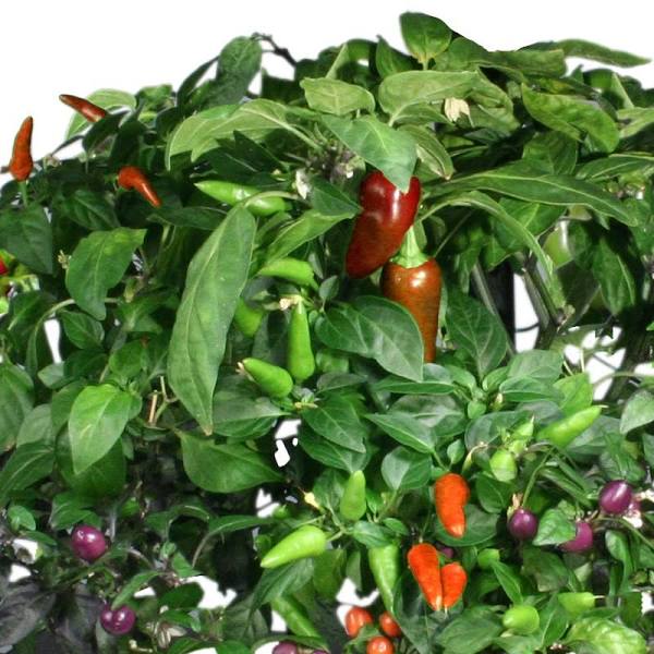 Photo 1 of Miracle-Gro AeroGarden Chili Peppers 7-Pod Seed Kit