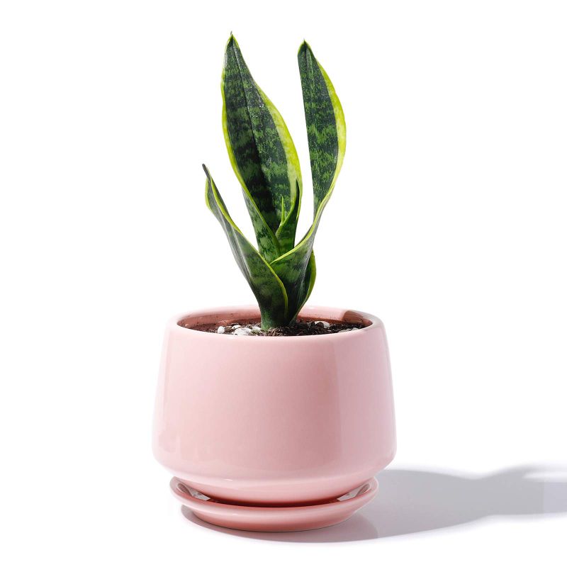Photo 1 of POTEY Ceramic Plant Pot Flower Planters - 5.9” with Drainage Hole Saucer Medium Pots for Indoor Plant - Enough Space - Light Pink