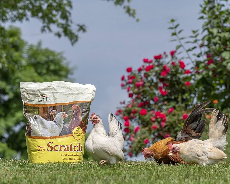 Photo 2 of Manna Pro Ultimate Scratch Chicken Feed | Nutrient Rich Chicken Treat | 10 LB Chicken Scratch