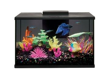 Photo 1 of Top Fin® LED Black Glass Aquarium