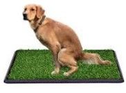 Photo 1 of 34" x 45" Dog Grass Pan