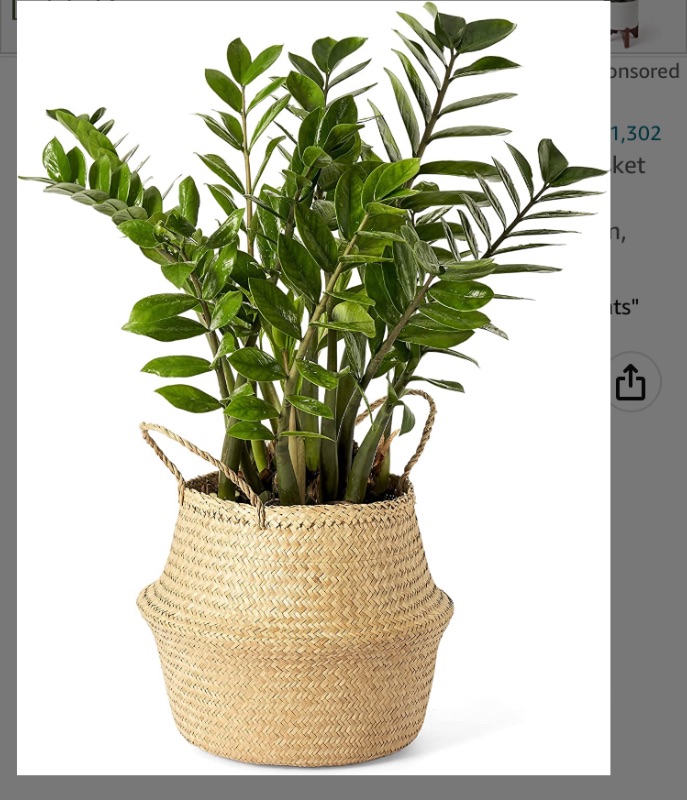 Photo 1 of 2 Pack -- Artera Woven Seagrass Plant Basket - Wicker Belly Basket Planter Indoor with Plastic Liner and Handles, Natural Plant Pot for Fiddle Leaf Fig Tree, Snake Plant (Medium, Natural)