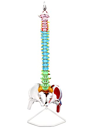 Photo 1 of Vision Scientific VAV245 Flexible Spinal Column | 5 Color-Coded | Muscle W Occipital Bone | Sacrum, Coccyx, 24 Vertebrae, Soft Disc | Pelvic Bones & Femur Heads, Arteries, Nerve Endings | W Manual
