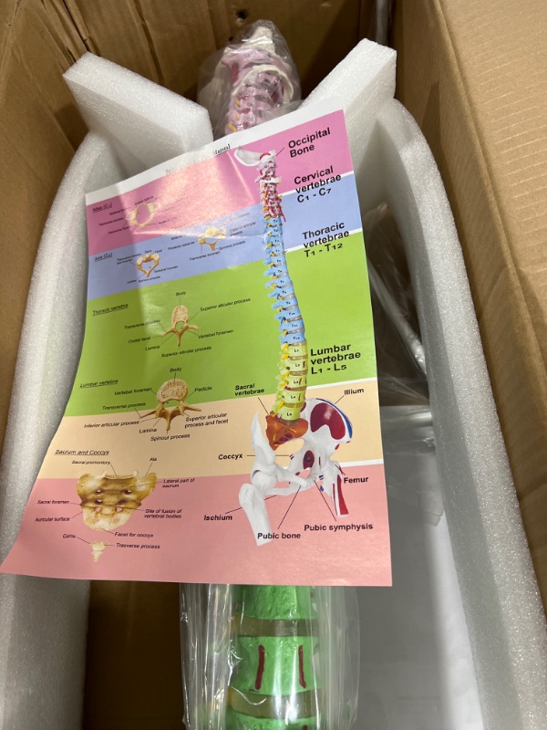 Photo 4 of Vision Scientific VAV245 Flexible Spinal Column | 5 Color-Coded | Muscle W Occipital Bone | Sacrum, Coccyx, 24 Vertebrae, Soft Disc | Pelvic Bones & Femur Heads, Arteries, Nerve Endings | W Manual
