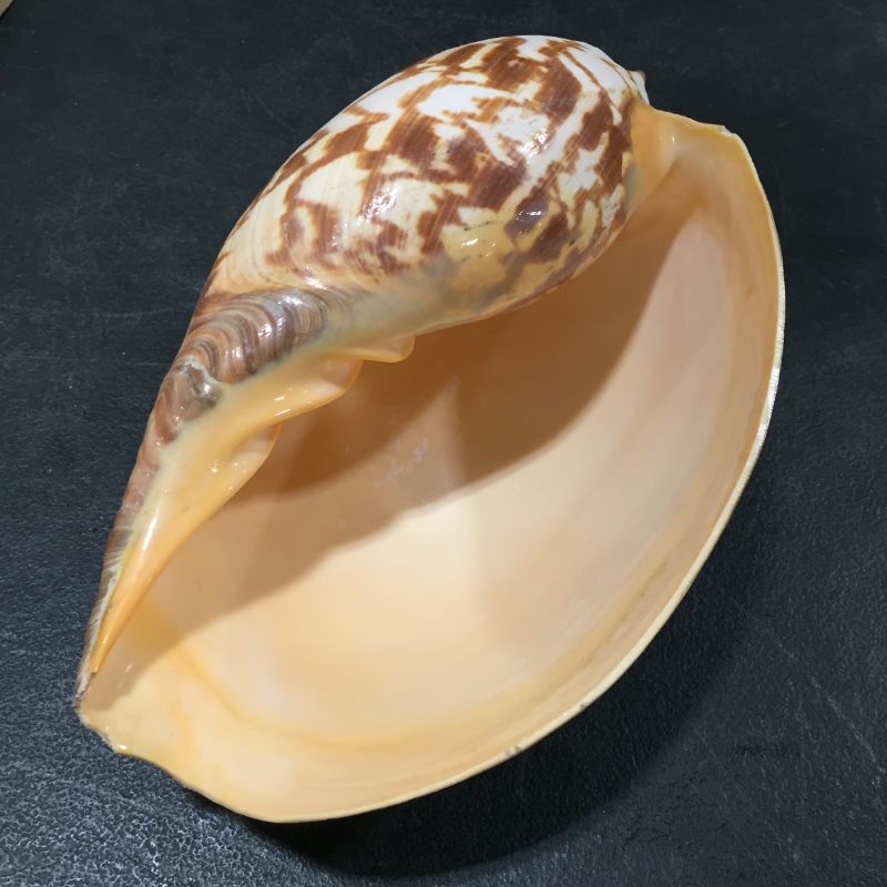 Photo 2 of DECORATIVE SEA SHELL