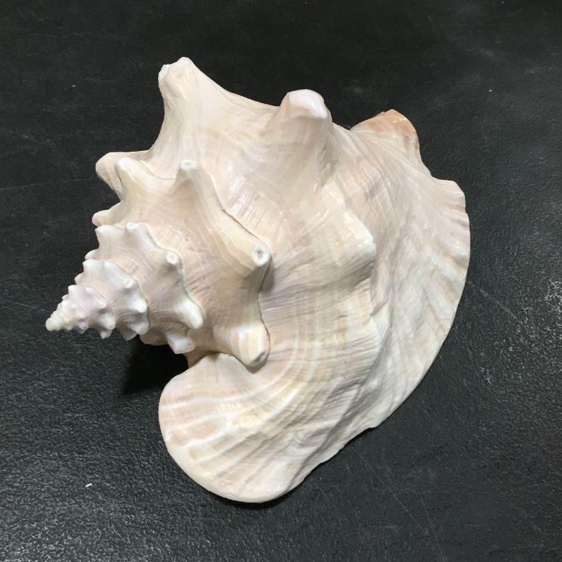 Photo 1 of DECORATIVE SEA SHELL