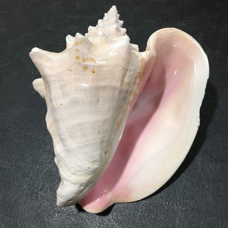 Photo 2 of DECORATIVE SEA SHELL