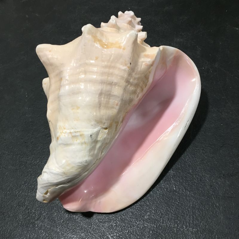 Photo 2 of DECORATIVE SEA SHELL