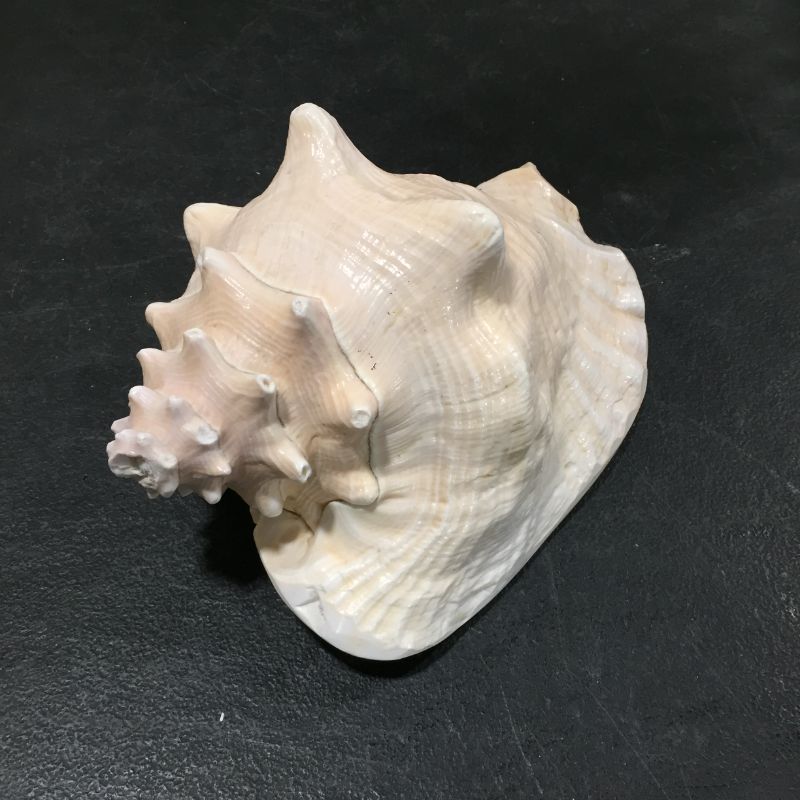 Photo 1 of DECORATIVE SEA SHELL