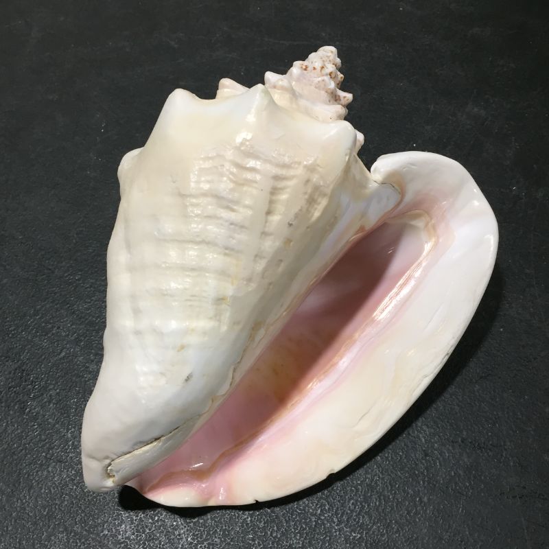 Photo 2 of DECORATIVE SEA SHELL