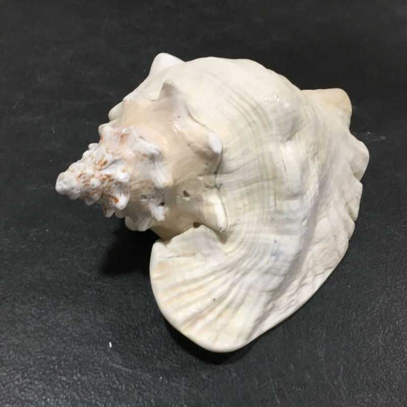 Photo 1 of DECORATIVE SEA SHELL