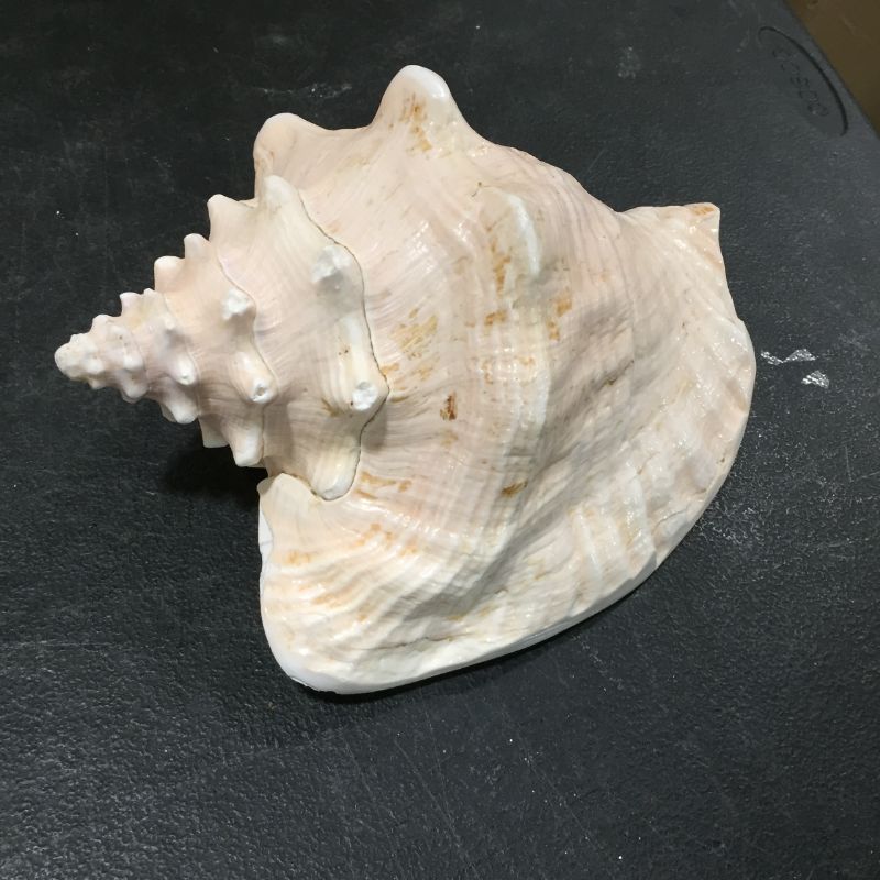 Photo 1 of DECORATIVE SEA SHELL