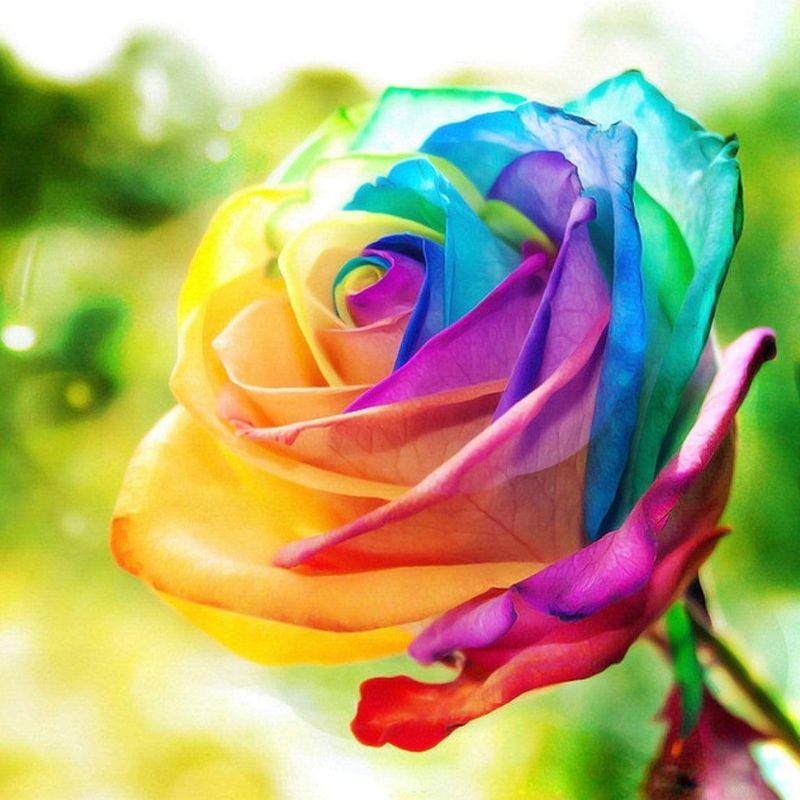 Photo 1 of 5D Diamond Painting Kit for Adults, Rainbow Rose by VizuArts | Full Drill Canvas, DIY Diamond Art Painting Kit, Cross Stitch Paint by Numbers Craft for Home Wall Decor (16x16in)
