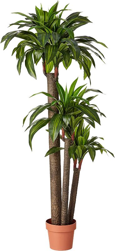 Photo 1 of Amazon Basics Artificial Dracaena Tree with Plastic Faux Terracotta Pot, 60-Inch
