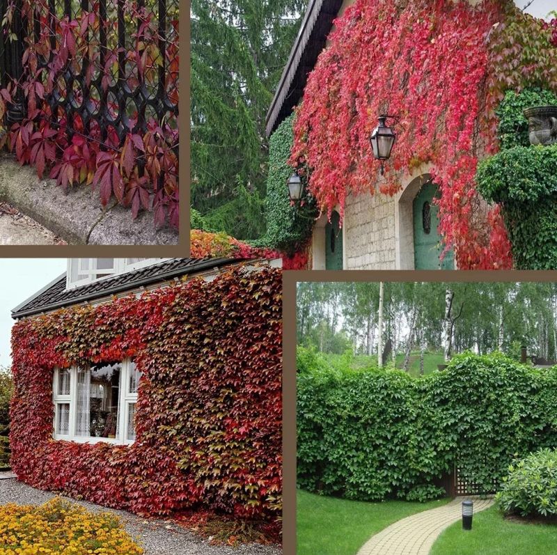 Photo 1 of (100+ Seeds) Boston Ivy Seeds Creepers Seeds for Planting
