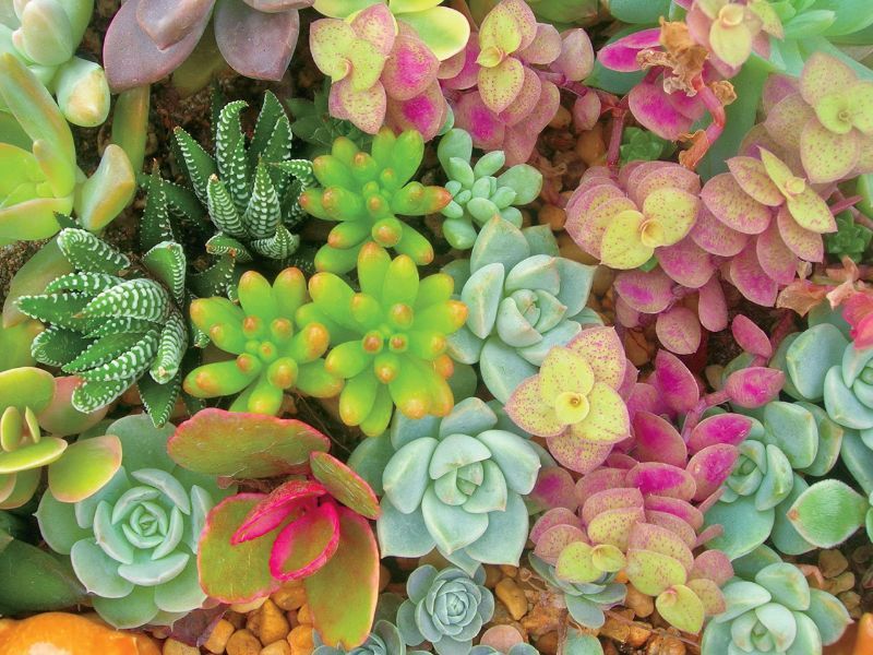 Photo 4 of Ceaco - Succulents Puzzle 3 Pack - Succulent Synergy - Pretty Pastels - Bright Succulents - ALL 24"x18" - Oversized 300 Piece Jigsaw Puzzles