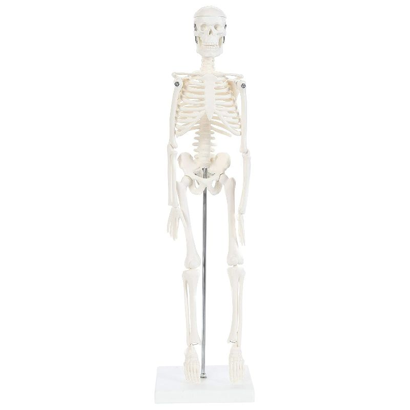 Photo 1 of Anatomy Lab Human Skeleton Model