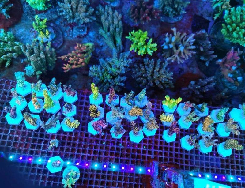 Photo 4 of Aquarium Choice Big Size Ceramic Coralline Coral Frag Plugs Coral frag Plate Base