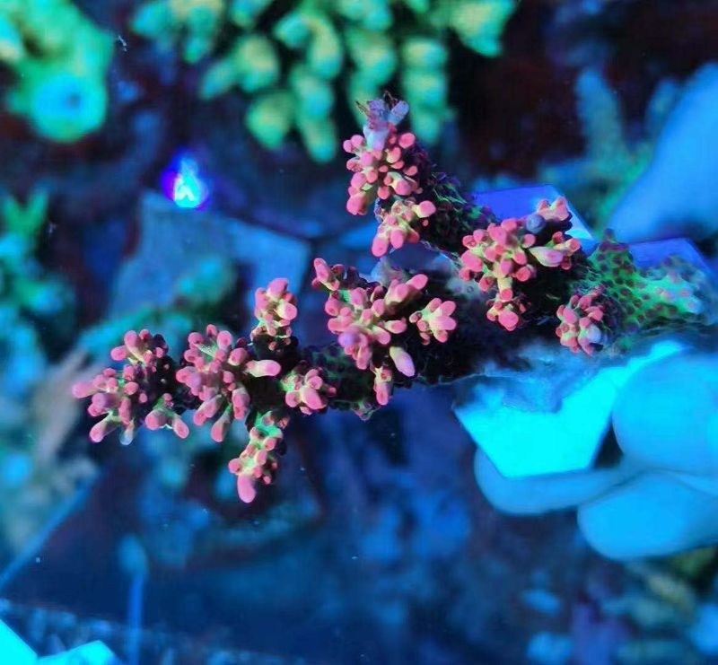 Photo 6 of Aquarium Choice Big Size Ceramic Coralline Coral Frag Plugs Coral frag Plate Base