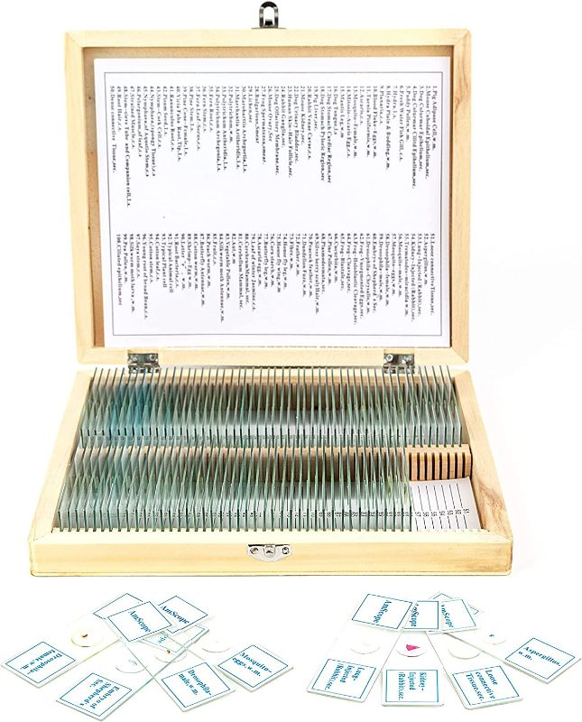 Photo 2 of AmScope PS100A Prepared Microscope Slide Set for Basic Biological Science Education, 100 Slides, Set A, Includes Fitted Wooden Case