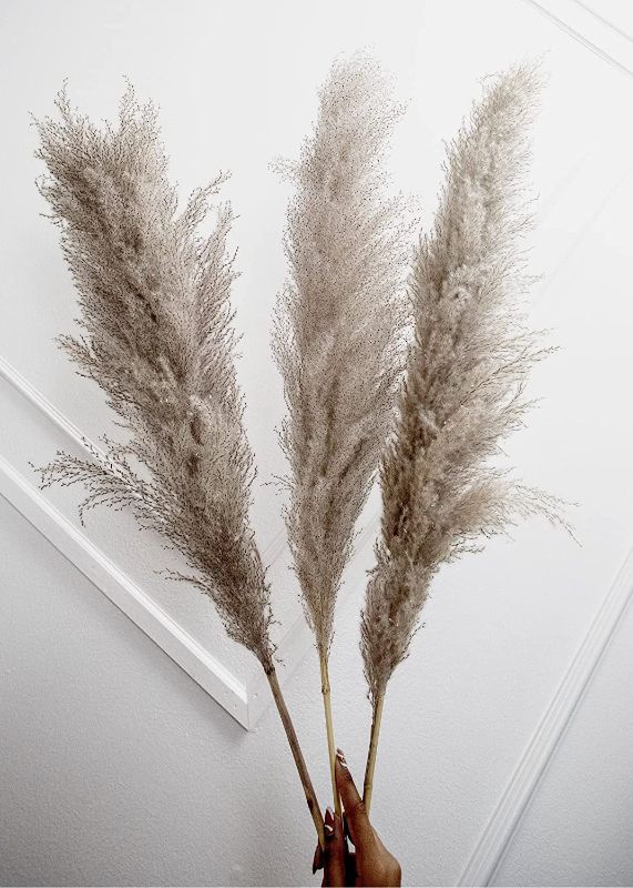 Photo 1 of Ariz Buckeye Dried Pampas Grass Decor Fluffy - Tall Grey Pampas Grass Bring Class and Style to Your Wedding Day. Natural Dried Pampas Looks Great in Any Room in The Home As Dried Grasses for Decor
