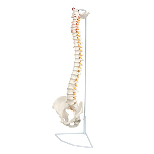 Photo 1 of [USED] Axis Scientific Spine Model, 34" 