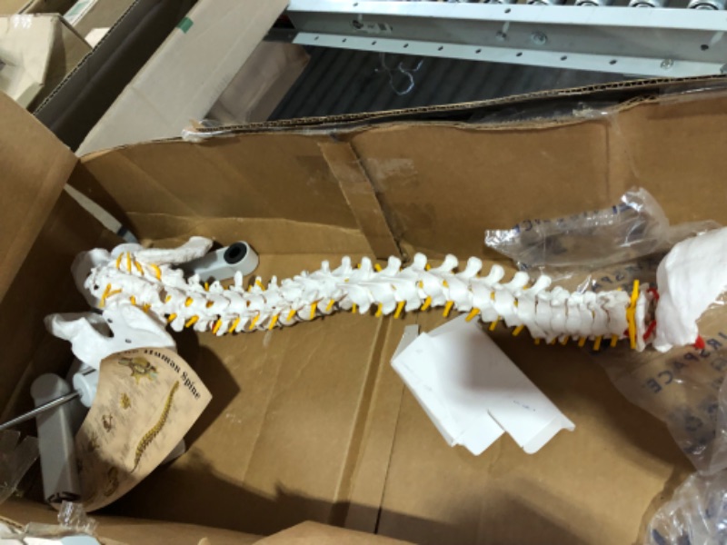 Photo 3 of [USED] Axis Scientific Spine Model, 34" 