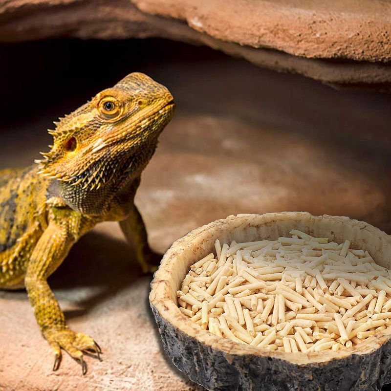 Photo 1 of 2 Pack Bundle - CalPalmy Reptile Food Bowl - Reptile Water and Food Bowls, Novelty Food Bowl for Lizards, Young Bearded Dragons, Small Snakes and More - Made from Non-Toxic, BPA-Free Plastic - Size: 4" x 4" x 0.9"
