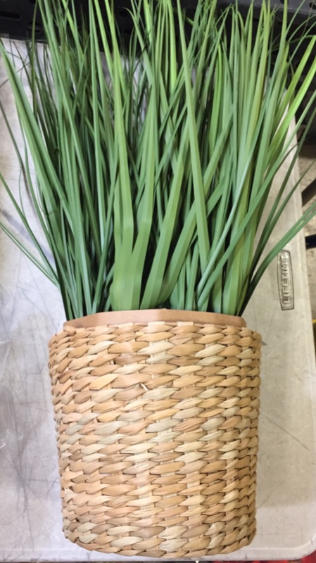 Photo 2 of  Large Potted Grass in Basket - Threshold