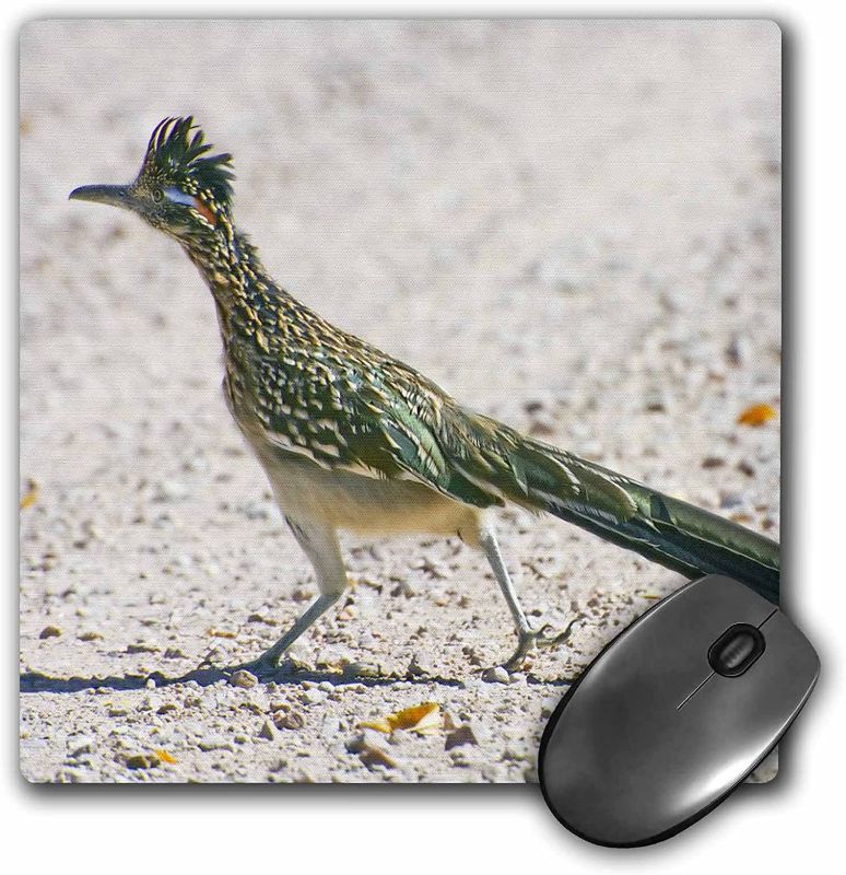 Photo 1 of 3dRose LLC 8 x 8 x 0.25 Inches Mouse Pad, New Mexico Bosque Del Apache Roadrunner Bird Jaynes Gallery (mp_92557_1)
