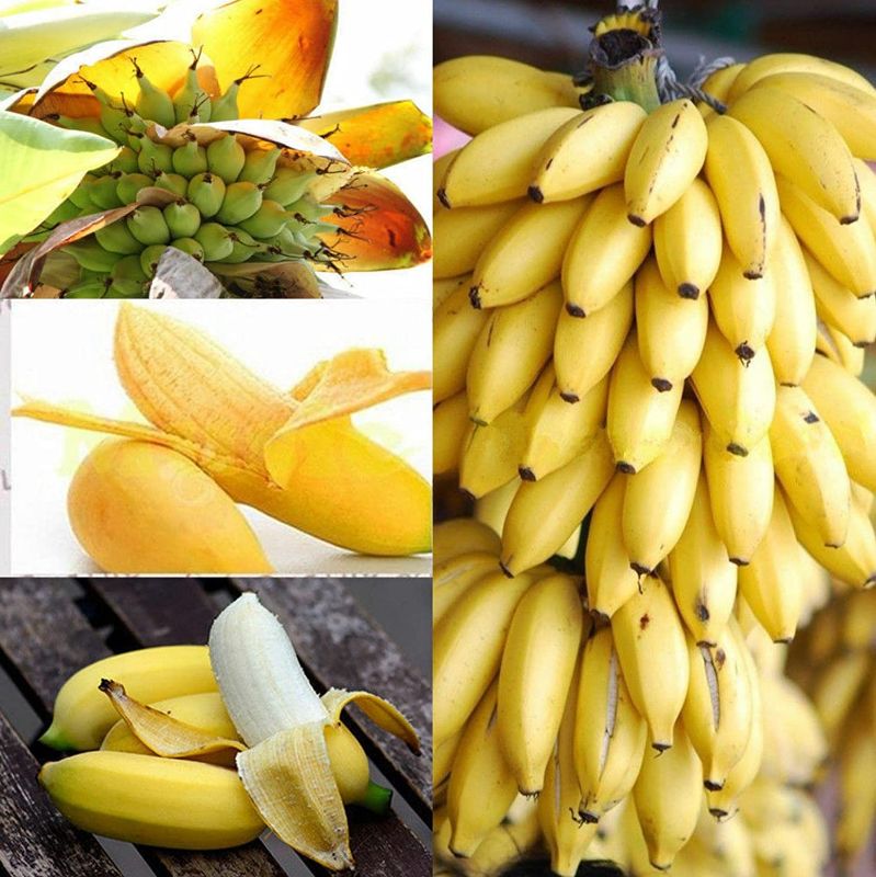 Photo 1 of 200+ Dwarf Banana Seeds for Planting
13PACK FACTORY SEALED