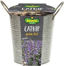 Photo 1 of 2 Bonnie Plants
19 oz. Catnip Herb Plant (2-Pack)