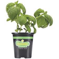 Photo 1 of 3 Bonnie Plants2.32 qt. Sweet Basil Herb Plant grow kit with metal planter