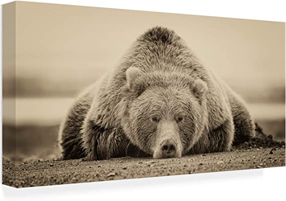 Photo 1 of *Minor damage*
Trademark Fine Art Deep Sleep by PHBurchett, 24x47, Black
