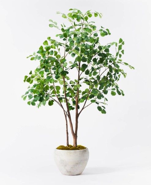 Photo 1 of 72" Artificial Ficus Tree - Threshold™ designed with Studio McGee

