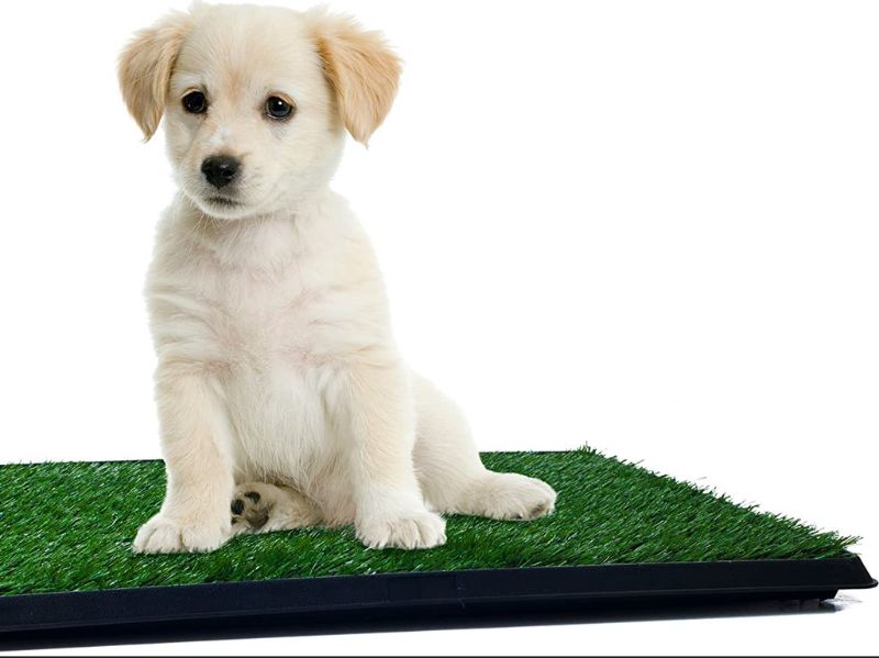 Photo 1 of Artificial Grass Puppy Pad for Dogs and Small Pets – Portable Training Pad with Tray – Dog Housebreaking Supplies by PETMAKER (16" x 20")