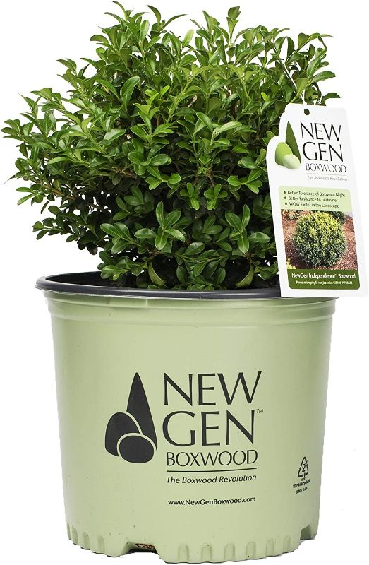 Photo 1 of (Boxwood) Evergreen, 3-Size Container, Green Foliage