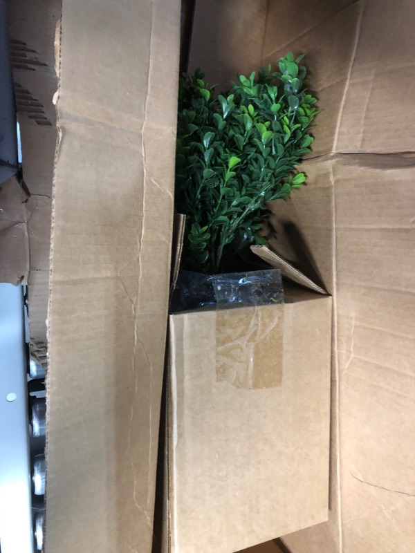 Photo 2 of (Boxwood) Evergreen, 3-Size Container, Green Foliage