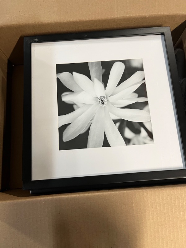 Photo 3 of 9 Pack assorted framed black and white flower pictures (unknown manufacturer)