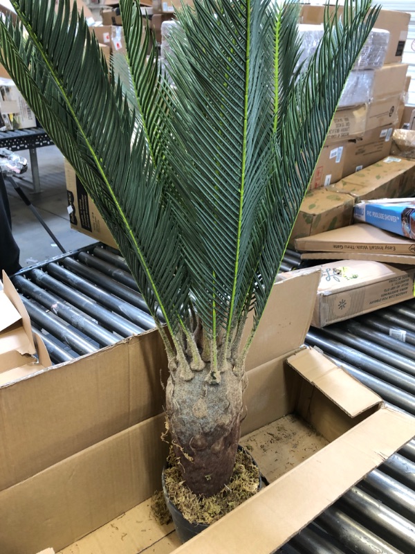 Photo 2 of AMERIQUE Gorgeous 3 Feet Cycas Revoluta Sago Palm Tree Artificial Plant with Nursery Pot