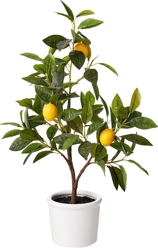 Photo 1 of Amazon Brand - Stone & Beam Artificial Lemon Citrus Tree with Ceramic Pot, 2 Feet (24 Inches), Indoor
