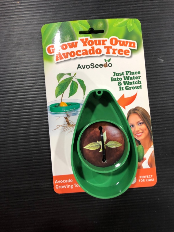 Photo 2 of AvoSeedo Bowl - Grow Your Own Avocado Tree - Green
