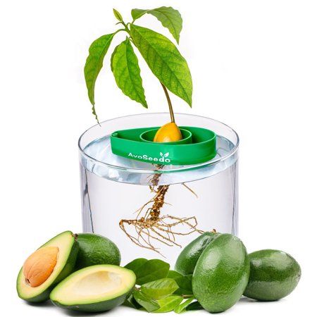 Photo 1 of AvoSeedo Bowl - Grow Your Own Avocado Tree - Green
