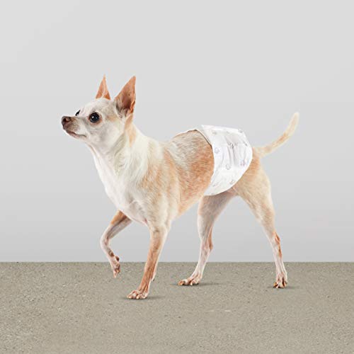 Photo 1 of Amazon Basics Male Dog Wrap, Disposable Diapers, X-Small - Pack of 50
