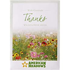 Photo 1 of American Meadows Wildflower Seed Packets "Thanks with Gratitude" Party Favors (Pack of 20) - Express Gratitude with a Wildflower Seed Mix, Great Addition or Alternative to Thank You Cards