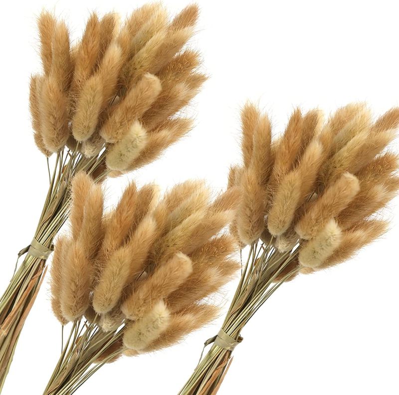 Photo 1 of 120PCS Dried Bunny Tail Grass, 16inch Dried Pampas Grass Natural Dried Lagurus ovatus for Boho Home Wedding Decor Dried Flowers Arrangements, Primary Color
-FACTORY SEALED BOX-